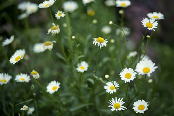 Lovely white chamomiles in summer