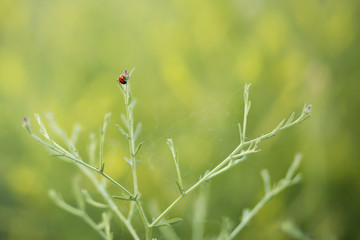 Little ladybug on the branch