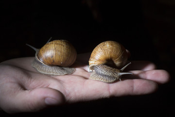 ???? Snail on hand