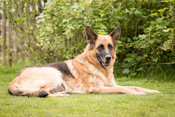 Deutscher Schäferhund