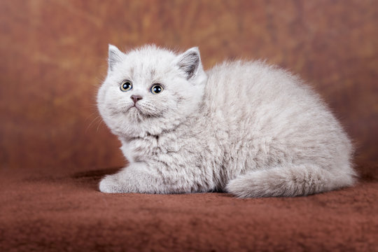 Bildsch&ouml;nes BKH Kitten- Rassekatze in lilac - s&uuml;&szlig;