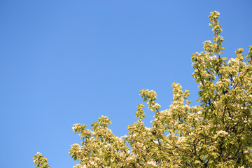 Fruit trees in bloom in the spring against the sky