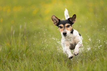 Hund rennt über nasse Wiese - Jack russell Terrier 7 Jahre alt 