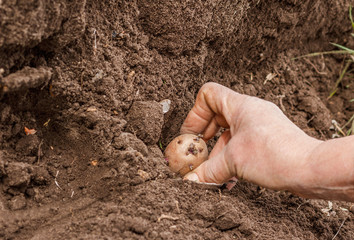 Planting of potatoes