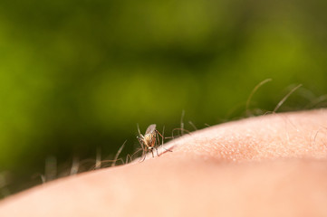 Photo of a close-up of a mosquito sitting on skin, disease carrier of malaria, insects