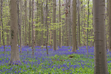 Hallerbos forest. The Hallerbos (Dutch for Halle forest) is a forest in Belgium situated in Flemish Brabant, known for its bluebell carpet which covers the forest floor for a few weeks each spring