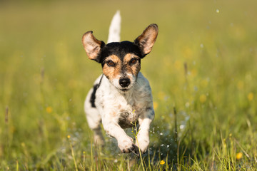Naklejka na ściany i meble Hund rennt über nasse Wiese - Jack russell Terrier 7 Jahre alt