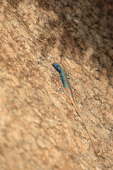 kolorowa jaszczurka ( Platysaurus broadleyi ) na skale