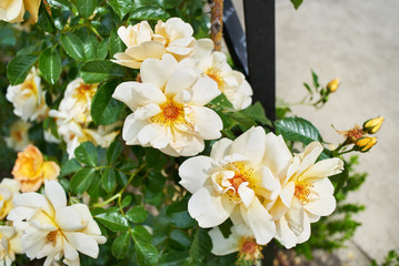 White roses in summer garden