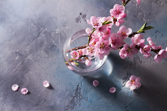 fresh pink cherry blossom twigs bunch on gray background