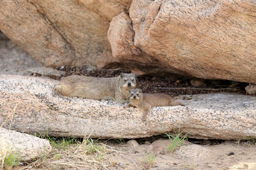 Góralek przylądkowy ( Procavia capensis )