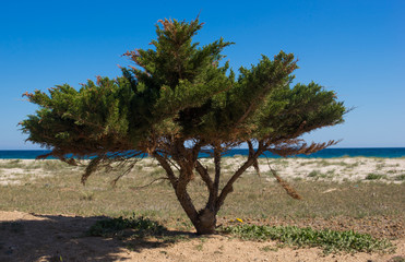Fototapeta na wymiar Maritime pine on a sandy beach