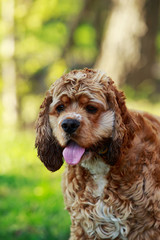 dog breed American Cocker Spaniel