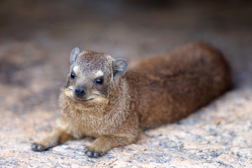 góralek przylądkowy (.Procavia capensis )