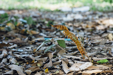 Giant centipede Scolopendra on the forest ground in Laos