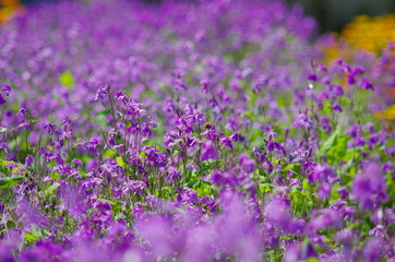 Naklejka premium 一面紫色の花畑