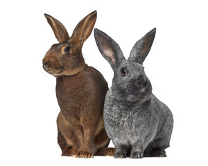 Fototapeta na wymiar Belgian Hare and Argente rabbit isolated on white