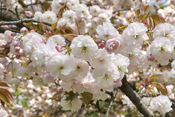 prunus serrulata