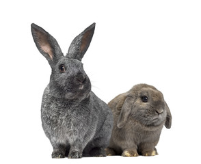 Argente rabbit and Holland Lop rabbit isolated on white