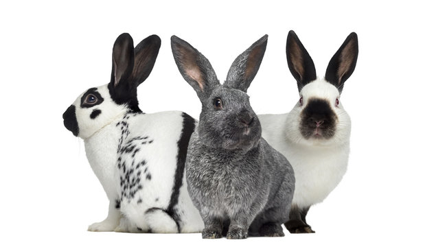 Checkered rabbit and Argente rabbit and Russian rabbit isolated
