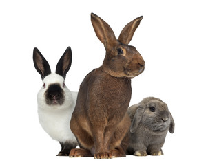 Belgian Hare and Russian rabbit and Holland Lop rabbit isolated