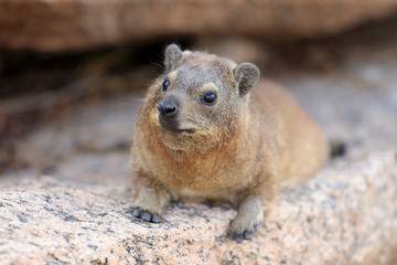 góralek przylądkowy (.Procavia capensis )