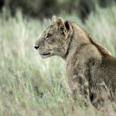 Female lion attentive in the grass in Serengeti National Park