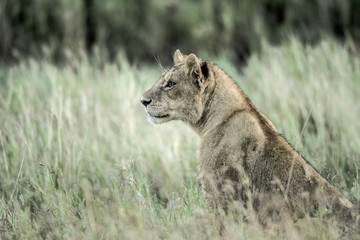 Female lion attentive in the grass in Serengeti National Park