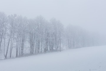 Snow meadow with snowy trees in landscape