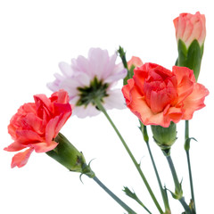 närbild på orange nejlikor isolerade mot vit bakgrund