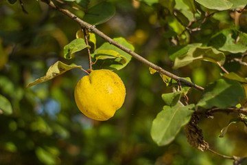 A juicy bright yellow fruit of quince hangs on a tree among the green leaves in autumn during harvesting.