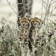 Cub cheetahs in Serengeti National Park