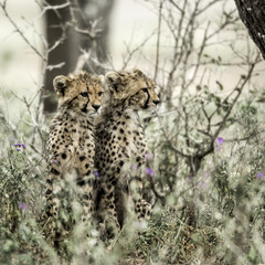 Fototapeta na wymiar Cub cheetahs in Serengeti National Park