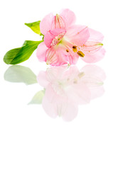 vacker rosa lilja på vit högglansigt bord med reflektion isolerat mot vitt