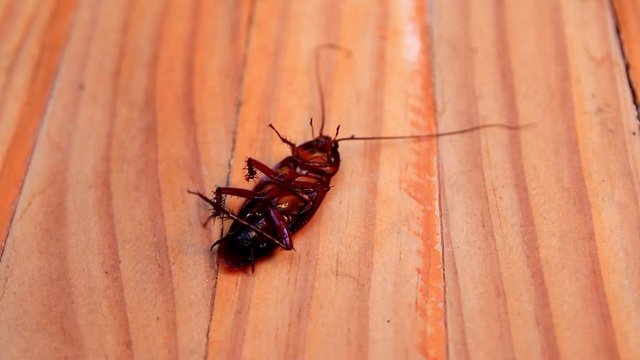 cockroaches dying on wooden table in kitchen
