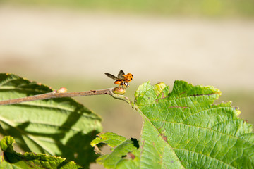 Marienkäfer hebt ab