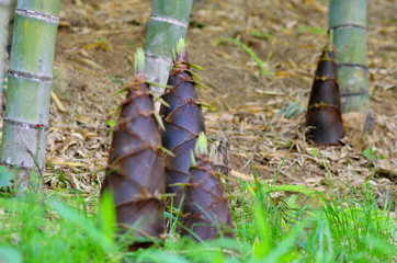 竹林に生えるタケノコ