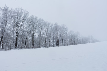 Fototapeta premium Snow meadow with snowy trees in landscape