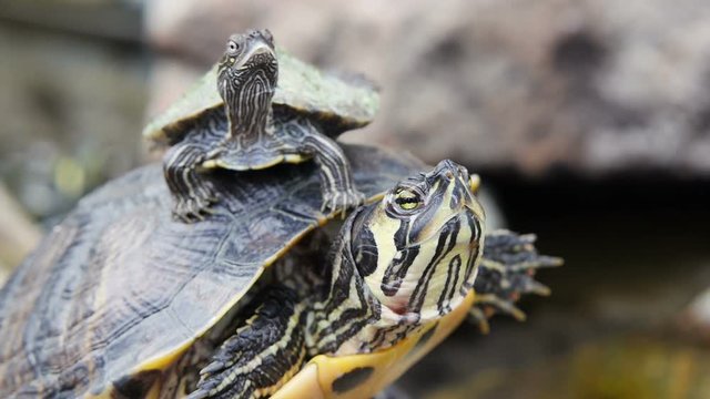 Adult Yellow-bellied Slider turtle and baby