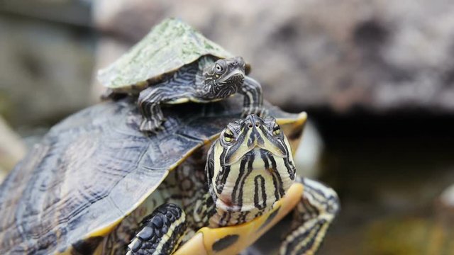 Adult Yellow-bellied Slider turtle and baby