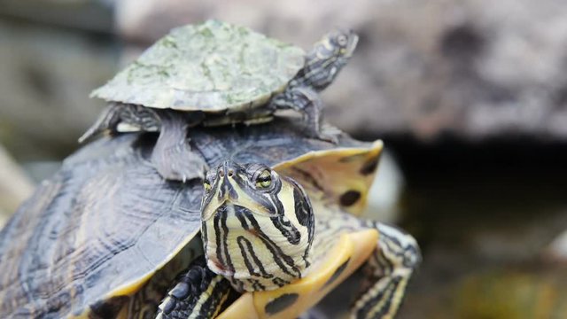 Adult Yellow-bellied Slider turtle and baby
