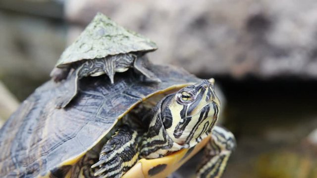 Adult Yellow-bellied Slider turtle and baby