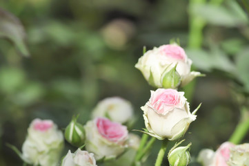  roses in the garden