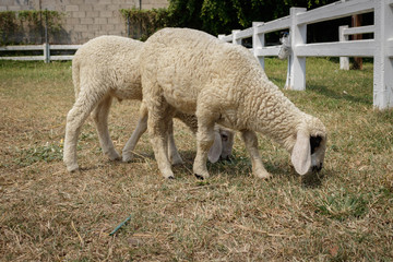 Fototapeta premium Lamb eating grass in farm