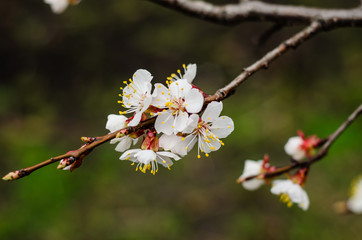 Branch of the blossoming apricot tree