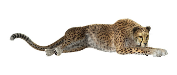 3D Rendering Cheetah on White