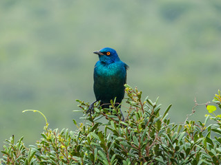 Cape glossy starling in rainy weather