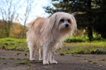 kleiner mischlingshund