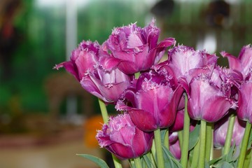 Tulips