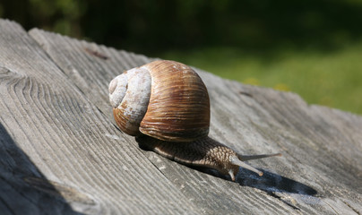 snail on wooden background